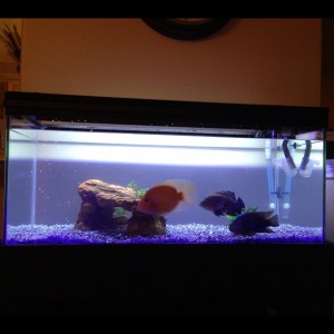 fish fish