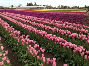 Skagit Tulip Festival2